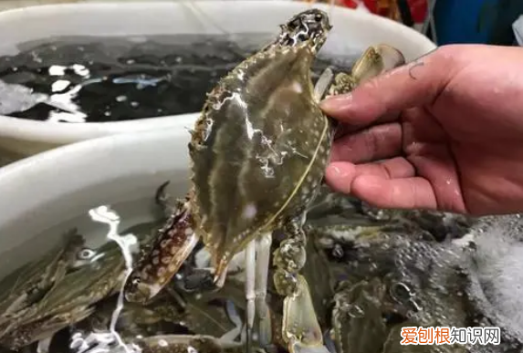 梭子蟹的保存方法冷冻方法 梭子蟹怎么保存才新鲜第二天吃