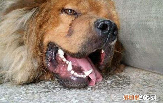 狗狗中暑后能支撑多久 狗狗中暑了我们应该怎么做