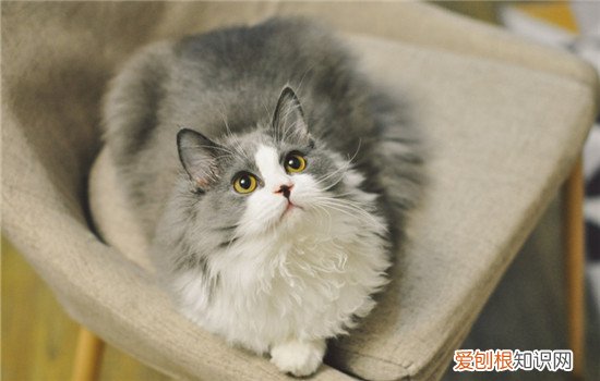 猫咪跟着上厕所还叫,为什么猫咪会跟着人上厕所,猫为什么要跟着主人上厕所