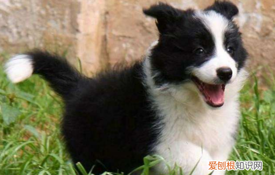 狗狗风湿的症状 狗狗风湿的病因这你得知道啊！