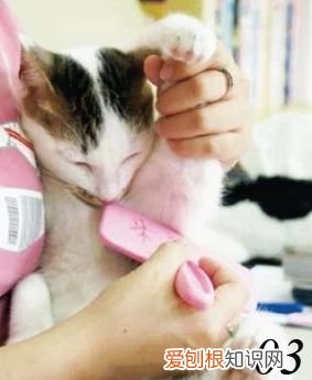 一天给猫梳几次毛 给猫梳毛多久梳一次,怎么给猫梳毛,给猫梳毛的正确方法