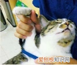 一天给猫梳几次毛 给猫梳毛多久梳一次,怎么给猫梳毛,给猫梳毛的正确方法