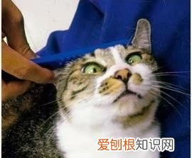一天给猫梳几次毛 给猫梳毛多久梳一次,怎么给猫梳毛,给猫梳毛的正确方法