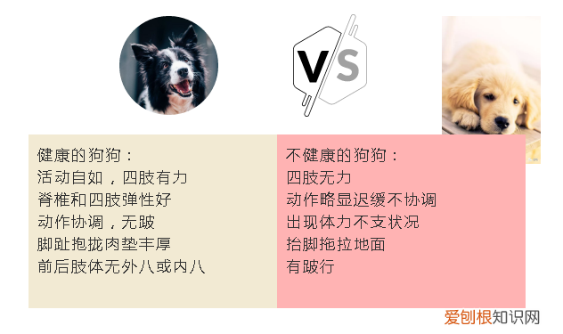 怎么选狗幼崽 教你挑选一只健康的狗狗