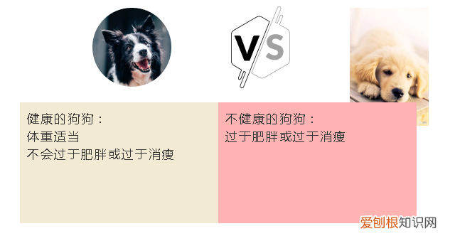 怎么选狗幼崽 教你挑选一只健康的狗狗