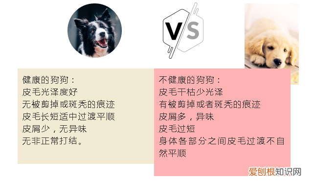 怎么选狗幼崽 教你挑选一只健康的狗狗