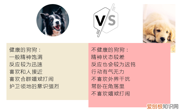 怎么选狗幼崽 教你挑选一只健康的狗狗