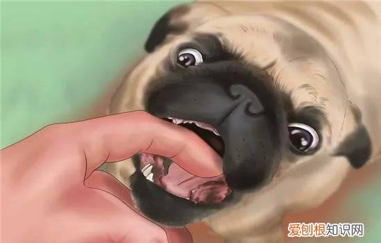 狗狗口腔疾病有哪些 多给狗狗刷牙准没错！