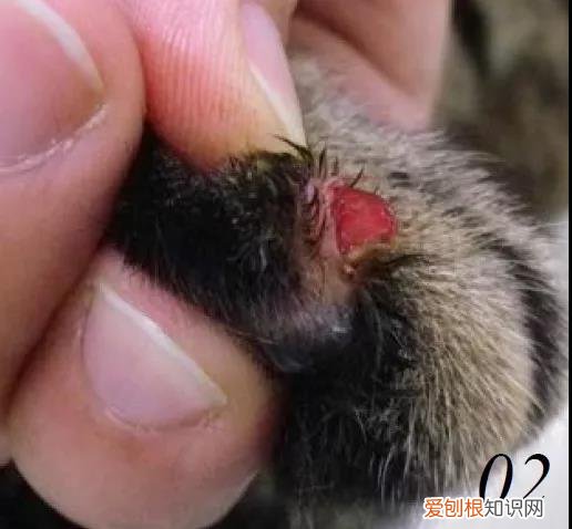 要怎样给猫剪指甲 怎么给猫剪指甲剪到哪,怎么给猫剪指甲剪多少,自己怎么给猫剪指甲