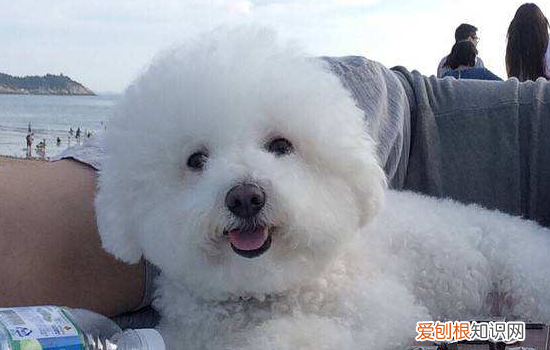 狗狗中毒怎么办 这些“毒药”千万不要给狗狗喂