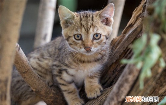 频繁给猫洗澡会怎么样,猫洗澡频繁会有什么危害,猫洗澡太频繁会怎么样