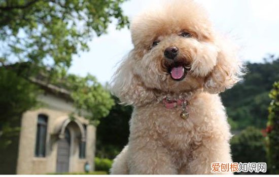 幼犬疫苗时间 幼犬应该什么时候打疫苗?