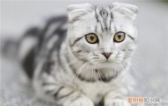 猫咪夏天怎么消暑 怎么给猫咪消暑,猫夏季怎么消暑,如何给猫咪消暑