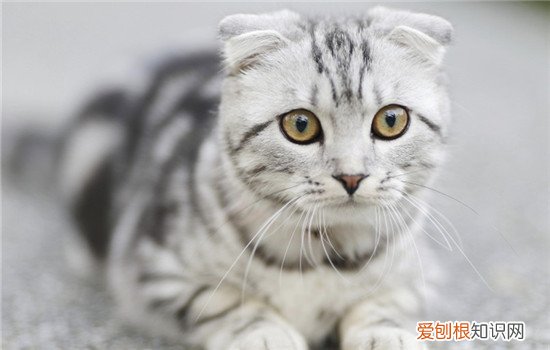 猫咪夏天怎么消暑 怎么给猫咪消暑,猫夏季怎么消暑,如何给猫咪消暑