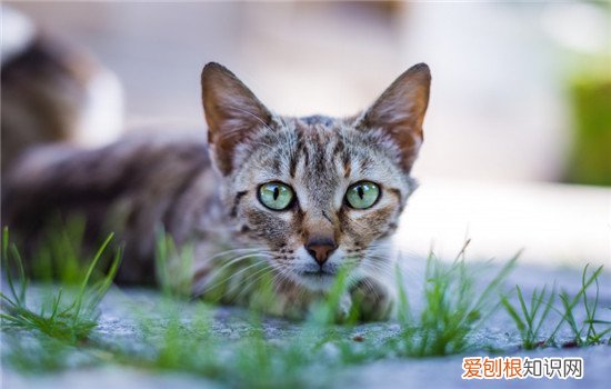 猫咪夏天怎么消暑 怎么给猫咪消暑,猫夏季怎么消暑,如何给猫咪消暑