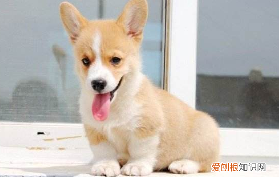 狗狗粪便臭是怎么回事 狗狗粪便这么臭你还受得了吗？