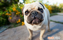 犬窝咳吃什么药 你知道犬窝咳是什么吗？