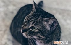 猫咪黑下巴怎么去除 猫咪黑下巴怎么治,猫咪黑下巴怎么办,猫咪黑下巴怎么洗