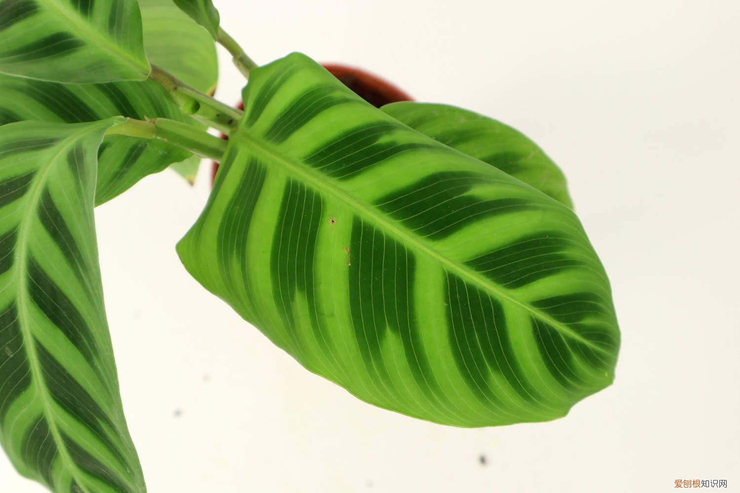 竹芋怎么养植 竹芋怎么养长的好