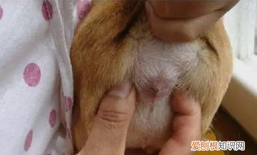 狗狗肛门腺臭 注意这可是狗狗健康信号灯!
