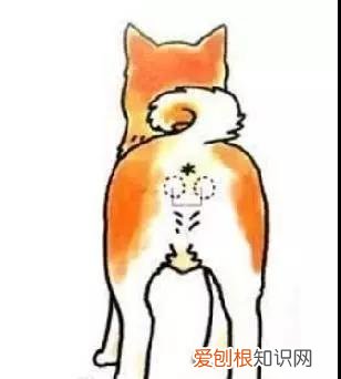 狗狗肛门腺臭 注意这可是狗狗健康信号灯!