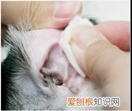 猫咪耳朵该如何清理 猫的耳朵怎么处理,幼猫的耳朵怎么清理里面,幼猫的耳朵怎么清理