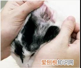 猫咪耳朵该如何清理 猫的耳朵怎么处理,幼猫的耳朵怎么清理里面,幼猫的耳朵怎么清理