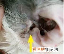 猫咪的耳螨怎么治疗 猫得了耳螨怎么涂药,猫得了耳螨怎么办?,猫得了耳螨怎么治