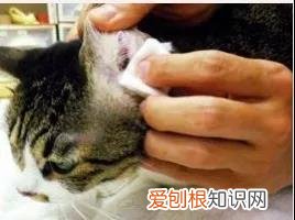 猫咪的耳螨怎么治疗 猫得了耳螨怎么涂药,猫得了耳螨怎么办?,猫得了耳螨怎么治