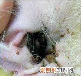 猫咪的耳螨怎么治疗 猫得了耳螨怎么涂药,猫得了耳螨怎么办?,猫得了耳螨怎么治