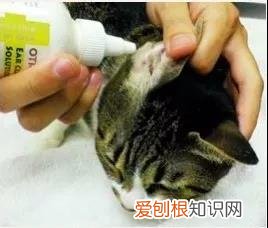 猫咪的耳螨怎么治疗 猫得了耳螨怎么涂药,猫得了耳螨怎么办?,猫得了耳螨怎么治