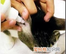 猫咪的耳螨怎么治疗 猫得了耳螨怎么涂药,猫得了耳螨怎么办?,猫得了耳螨怎么治