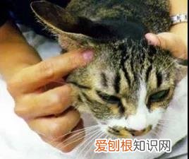 猫咪的耳螨怎么治疗 猫得了耳螨怎么涂药,猫得了耳螨怎么办?,猫得了耳螨怎么治