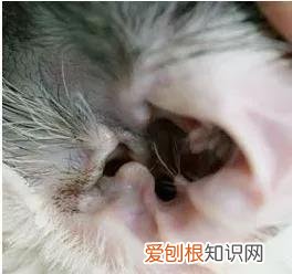 猫咪的耳螨怎么治疗 猫得了耳螨怎么涂药,猫得了耳螨怎么办?,猫得了耳螨怎么治