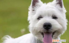 狗狗消化不良怎么办 狗狗消化不良可不是小事情啊！