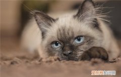 猫肠胃不好是什么症状 猫肠胃不好的症状,猫肠胃不好的原因,猫肠胃不好什么表现