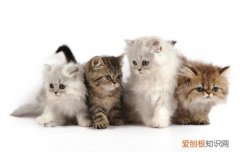 猫咪疯狂地舔玻璃和墙皮 猫咪疯狂地舔玻璃和墙