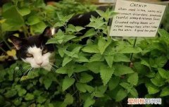 剪刀找猫方法真的有用吗 剪刀找猫方法,剪刀找猫,剪刀找猫正确方法