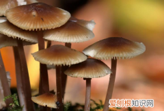 蘑菇要不要焯水，新鲜蘑菇做需要焯水