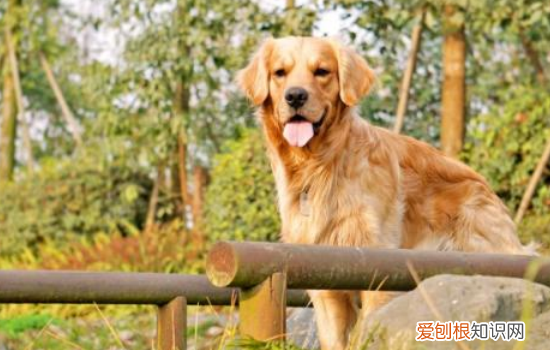 狗容易得什么病 养狗一定要记得避免这几个病啊！