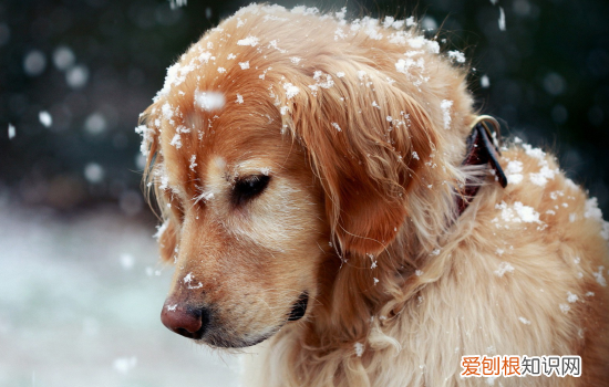 狗容易得什么病 养狗一定要记得避免这几个病啊！