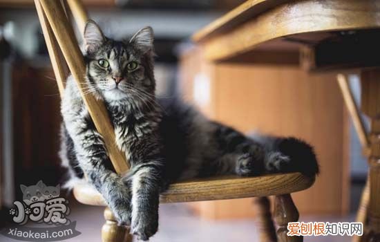 猫能用人用的沐浴露吗? 猫沐浴露可以用人的吗,如何选择猫用沐浴露,猫沐浴露怎么选