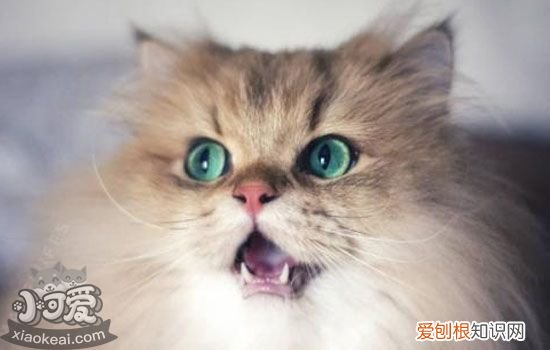 猫需要控制饮食 猫咪饮食注意事项,怎么控制猫咪饮食,猫咪如何健康饮食