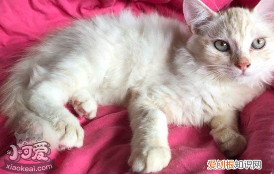 猫需要控制饮食 猫咪饮食注意事项,怎么控制猫咪饮食,猫咪如何健康饮食