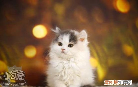 猫需要控制饮食 猫咪饮食注意事项,怎么控制猫咪饮食,猫咪如何健康饮食