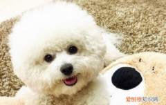 狗生病前的征兆 你发现你家狗狗生病了吗？