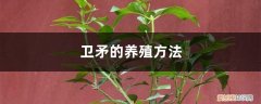 卫矛可以在室内养吗 卫矛的养殖方法