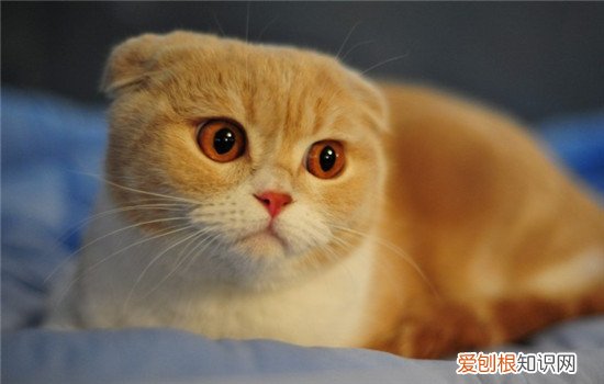 宠物猫需要补充什么营养 什么猫需要补充营养,猫需要补充什么营养,猫需要的营养有哪些