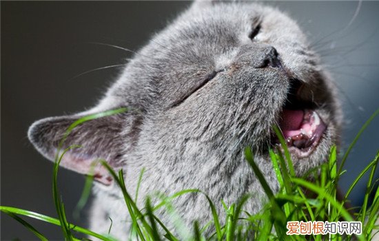 宠物猫需要补充什么营养 什么猫需要补充营养,猫需要补充什么营养,猫需要的营养有哪些