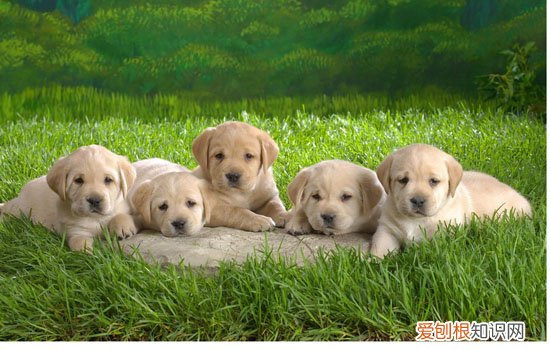 狗狗乳房硬块如何消除 狗狗乳房硬块吃什么药